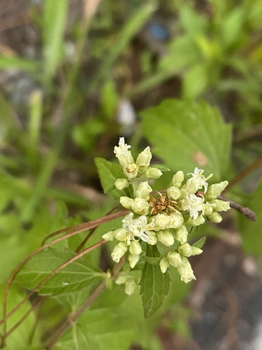 Calea ternifolia, photograph 2