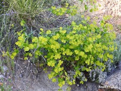 Euphorbia serrata