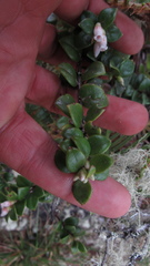 Disterigma alaternoides