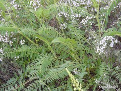 Astragalus alopecuroides