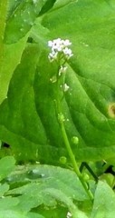 Hornungia procumbens