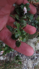 Disterigma alaternoides