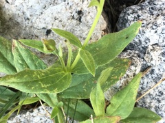 Arnica nevadensis