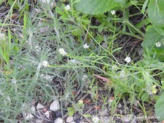 Hornungia procumbens