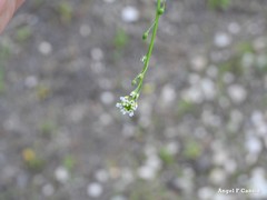 Hornungia procumbens