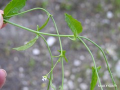 Hornungia procumbens
