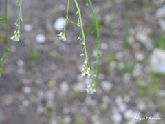 Hornungia procumbens