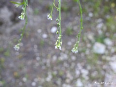 Hornungia procumbens