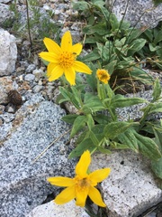 Arnica nevadensis