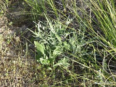 Jurinea humilis