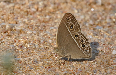 Mycalesis mineus