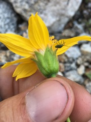 Arnica nevadensis
