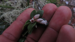 Disterigma alaternoides