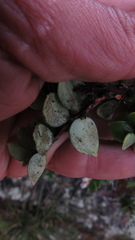 Disterigma alaternoides