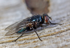 Protophormia terraenovae