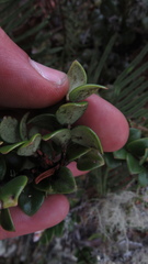 Disterigma alaternoides