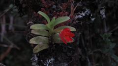 Fernandezia sanguinea