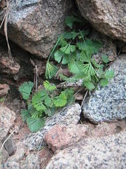 Actiniopteris radiata