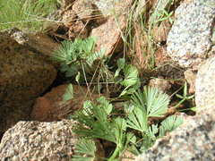 Actiniopteris radiata