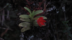 Fernandezia sanguinea