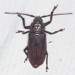 Prionine Beetles - Photo (c) Ian McMillan, some rights reserved (CC BY-NC), uploaded by Ian McMillan