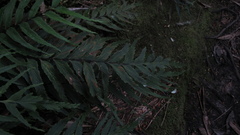 Asplenium serra