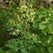 Lesser Meadow-Rue - Photo (c) petr_kosachev, some rights reserved (CC BY-NC), uploaded by petr_kosachev