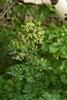 Lesser Meadow-Rue - Photo (c) petr_kosachev, some rights reserved (CC BY-NC), uploaded by petr_kosachev
