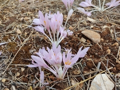 Colchicum hierosolymitanum