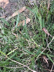 Eragrostis amabilis