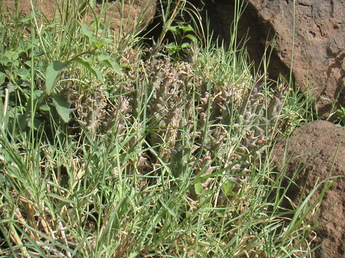 Carrion plant (Orbea decaisneana)