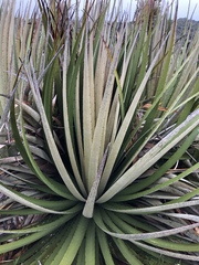 Puya goudotiana