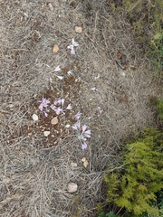 Colchicum hierosolymitanum