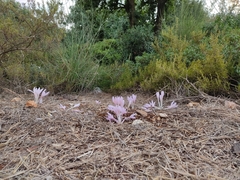 Colchicum hierosolymitanum