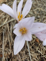 Colchicum hierosolymitanum