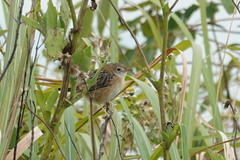 Cisticola juncidis