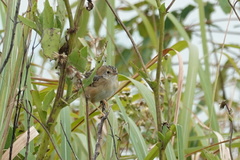 Cisticola juncidis