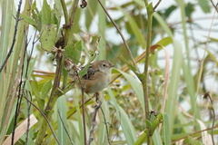 Cisticola juncidis