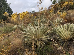 Espeletia boyacensis