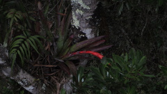 Tillandsia compacta