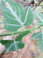 Rubus corchorifolius