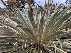 Espeletia boyacensis