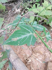 Rubus corchorifolius