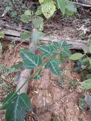 Rubus corchorifolius
