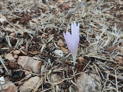 Colchicum hierosolymitanum