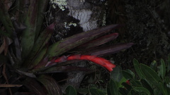 Tillandsia compacta