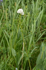Valeriana dubia