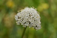 Valeriana dubia
