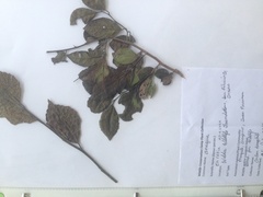 Ehretia anacua