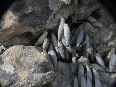 Albinaria caerulea